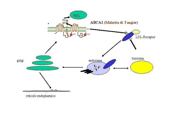 HDL ABCA 1 (Malattia di Tangier) LDL-Receptor golgi endosoma reticolo endoplasmico lisosoma 