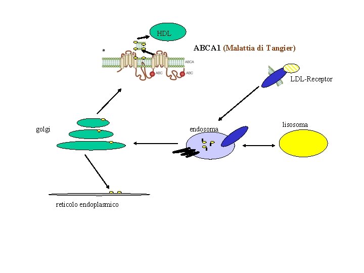 HDL ABCA 1 (Malattia di Tangier) LDL-Receptor golgi endosoma reticolo endoplasmico lisosoma 
