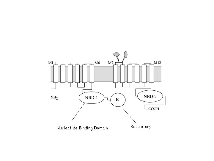 Nucleotide Binding Domain Regulatory 