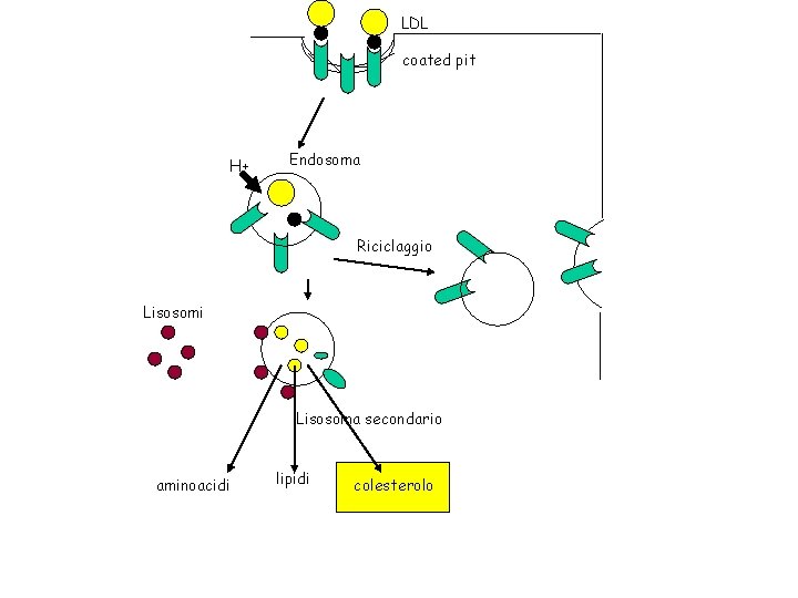 LDL coated pit H+ Endosoma Riciclaggio Lisosomi Lisosoma secondario aminoacidi lipidi colesterolo 