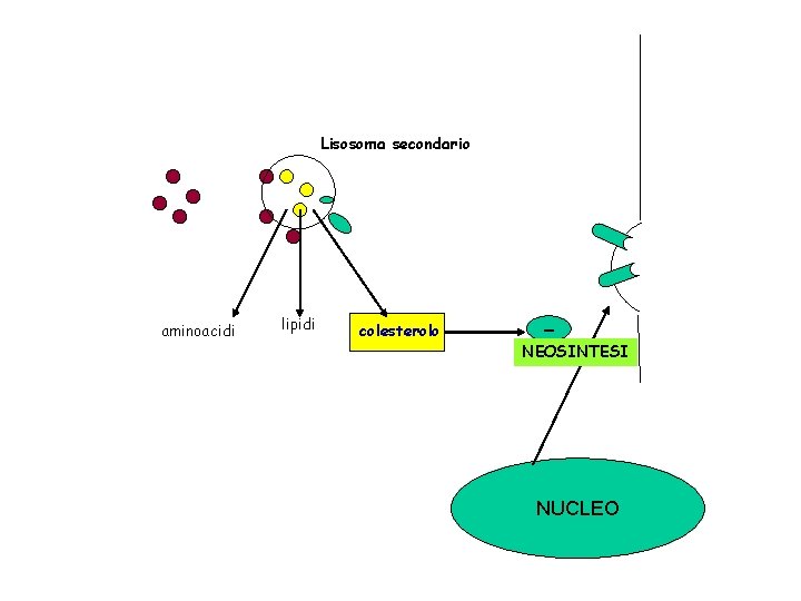 Lisosoma secondario aminoacidi lipidi colesterolo - NEOSINTESI NUCLEO 