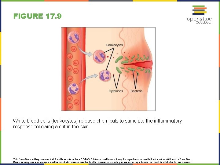 FIGURE 17. 9 White blood cells (leukocytes) release chemicals to stimulate the inflammatory response