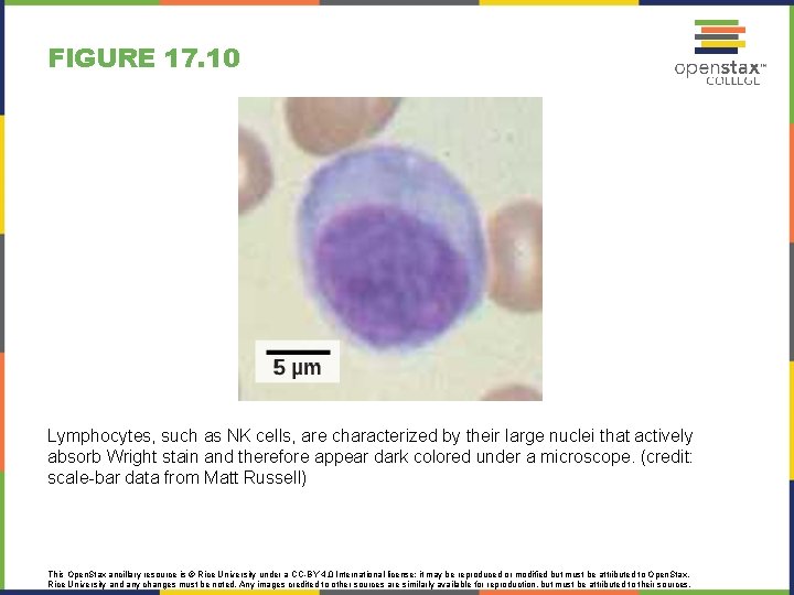 FIGURE 17. 10 Lymphocytes, such as NK cells, are characterized by their large nuclei