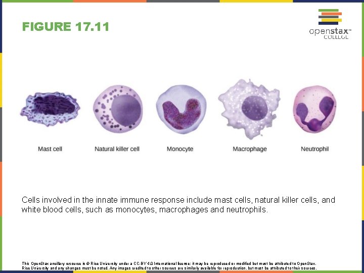 FIGURE 17. 11 Cells involved in the innate immune response include mast cells, natural