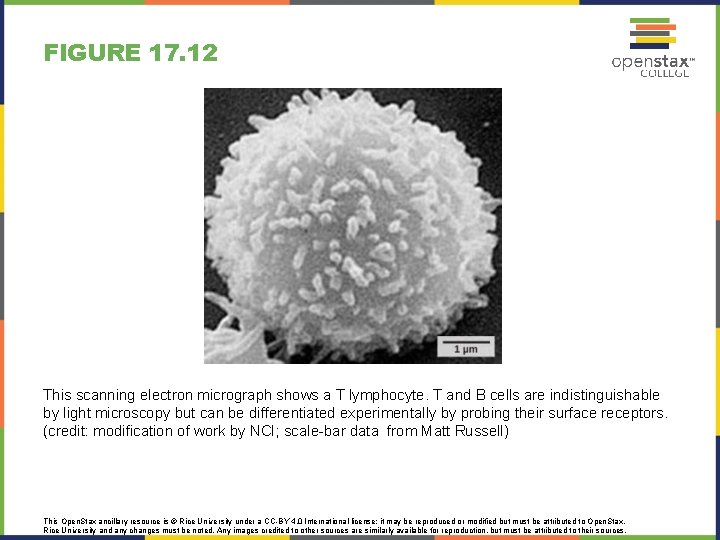 FIGURE 17. 12 This scanning electron micrograph shows a T lymphocyte. T and B