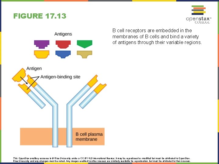 FIGURE 17. 13 B cell receptors are embedded in the membranes of B cells