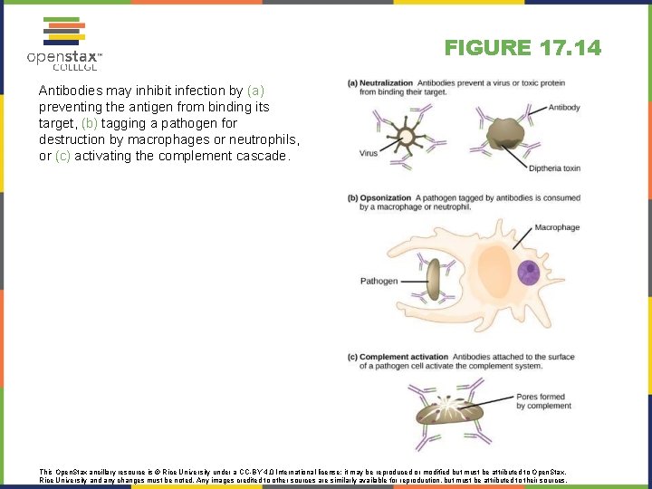 FIGURE 17. 14 Antibodies may inhibit infection by (a) preventing the antigen from binding