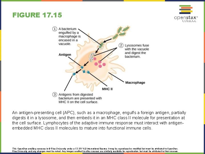 FIGURE 17. 15 An antigen-presenting cell (APC), such as a macrophage, engulfs a foreign