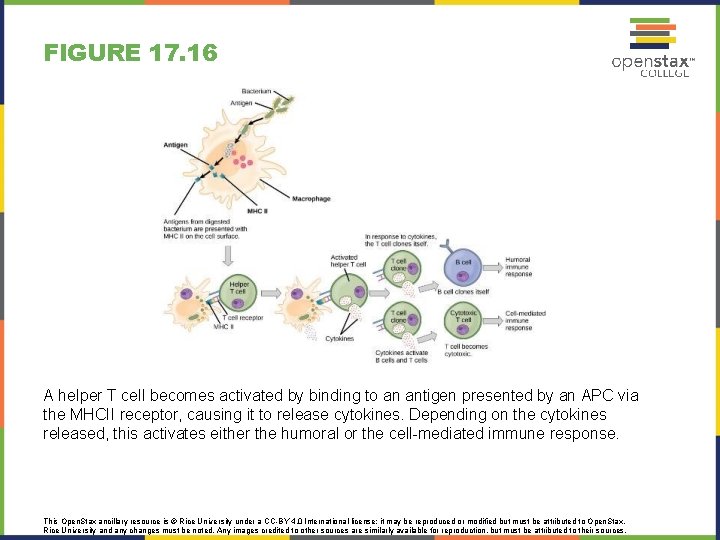 FIGURE 17. 16 A helper T cell becomes activated by binding to an antigen