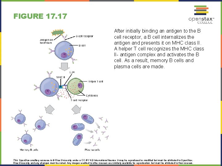 FIGURE 17. 17 After initially binding an antigen to the B cell receptor, a