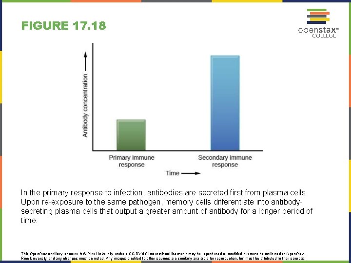 FIGURE 17. 18 In the primary response to infection, antibodies are secreted first from