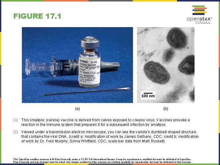 FIGURE 17. 1 (a) This smallpox (variola) vaccine is derived from calves exposed to
