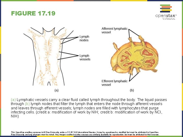FIGURE 17. 19 (a) Lymphatic vessels carry a clear fluid called lymph throughout the