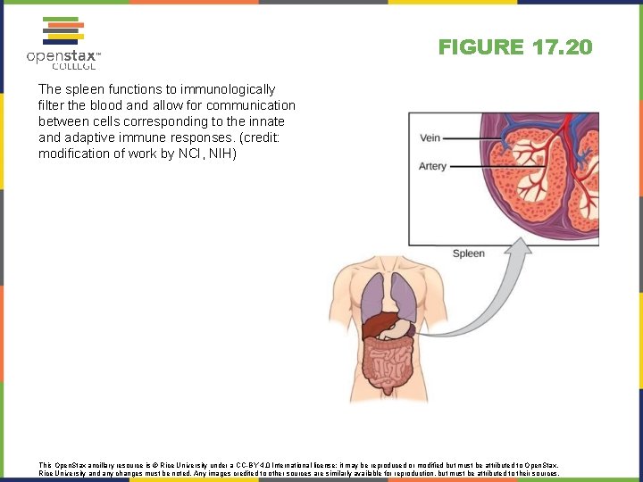 FIGURE 17. 20 The spleen functions to immunologically filter the blood and allow for