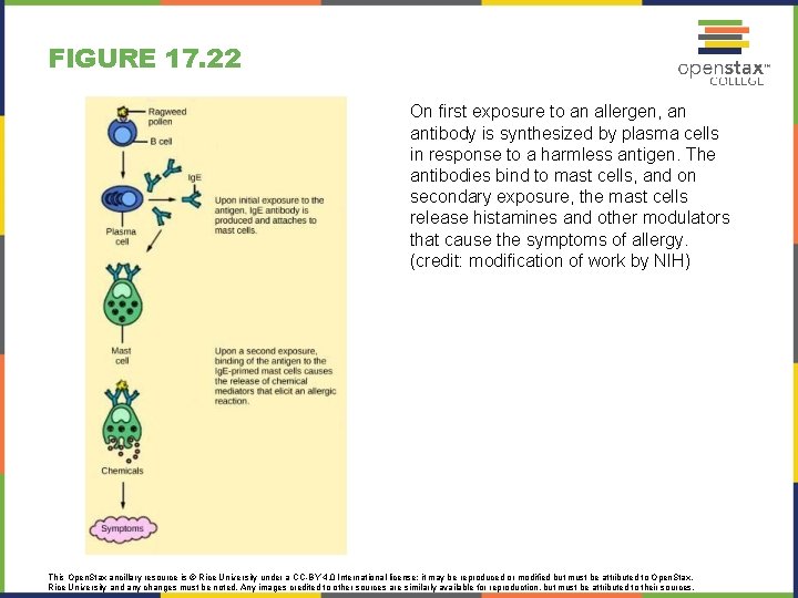 FIGURE 17. 22 On first exposure to an allergen, an antibody is synthesized by