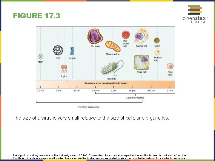 FIGURE 17. 3 The size of a virus is very small relative to the