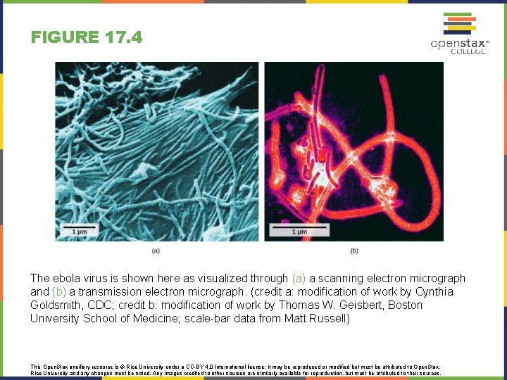 FIGURE 17. 4 The ebola virus is shown here as visualized through (a) a