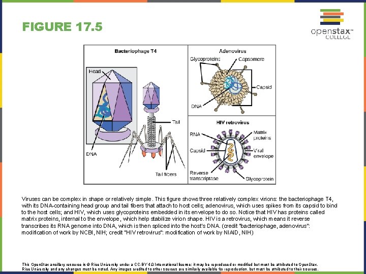 FIGURE 17. 5 Viruses can be complex in shape or relatively simple. This figure