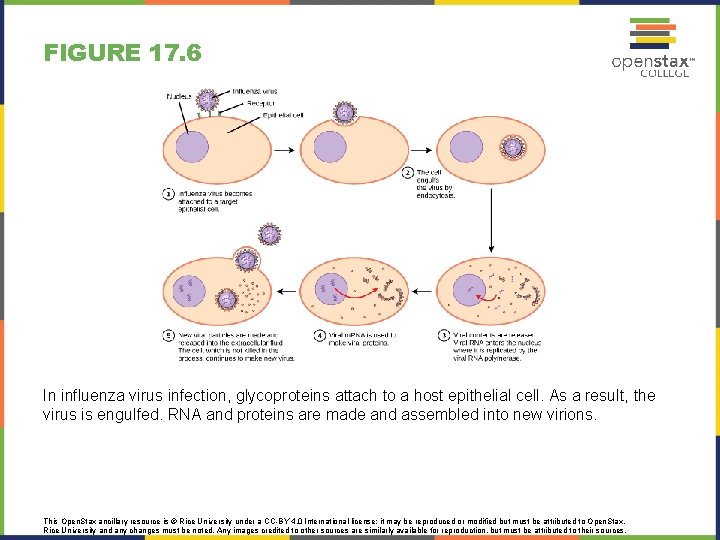 FIGURE 17. 6 In influenza virus infection, glycoproteins attach to a host epithelial cell.