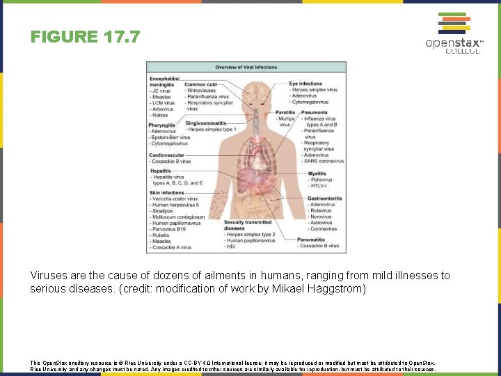 FIGURE 17. 7 Viruses are the cause of dozens of ailments in humans, ranging