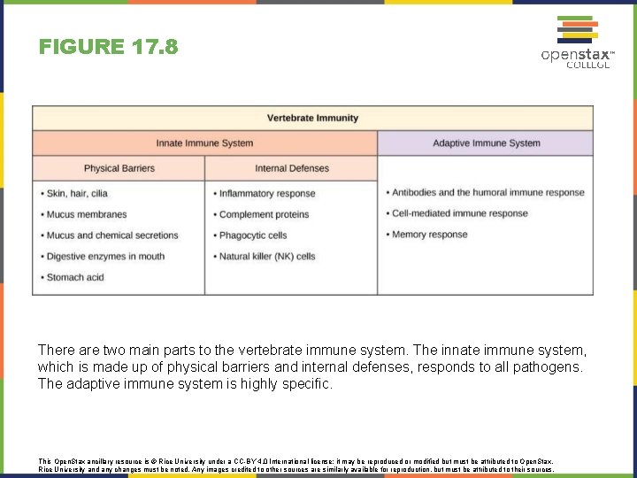 FIGURE 17. 8 There are two main parts to the vertebrate immune system. The