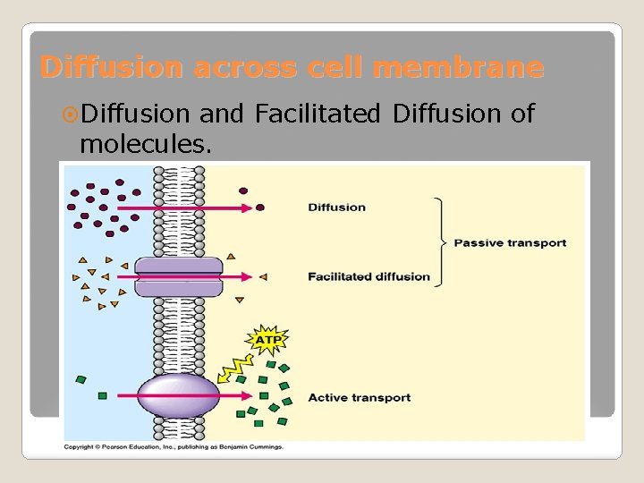 Diffusion across cell membrane Diffusion and Facilitated Diffusion of molecules. 