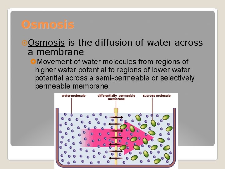 Osmosis is the diffusion of water across a membrane Movement of water molecules from