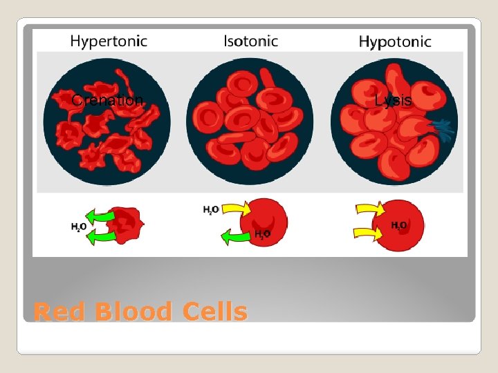 Crenation Red Blood Cells Lysis 