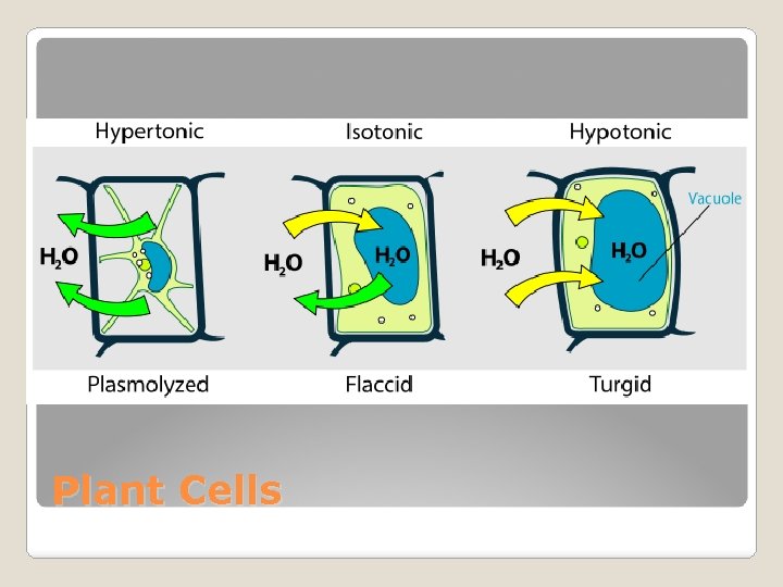 Plant Cells 
