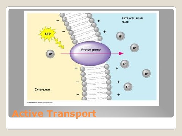 Active Transport 