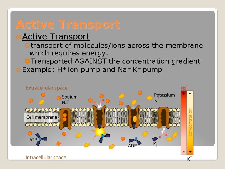 Active Transport transport of molecules/ions across the membrane which requires energy. Transported AGAINST the