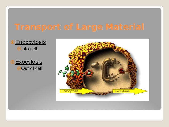 Transport of Large Material Endocytosis Into cell Exocytosis Out of cell 