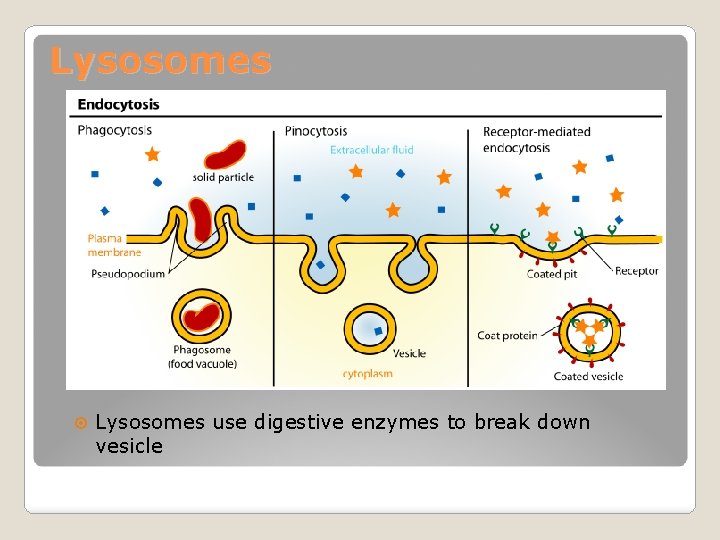 Lysosomes use digestive enzymes to break down vesicle 