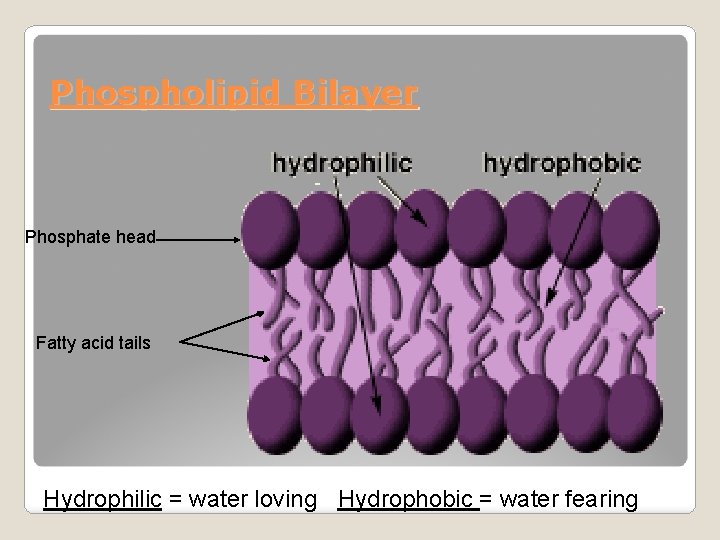 Phospholipid Bilayer Phosphate head Fatty acid tails Hydrophilic = water loving Hydrophobic = water