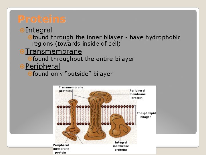 Proteins Integral found through the inner bilayer - have hydrophobic regions (towards inside of