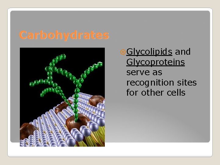 Carbohydrates Glycolipids and Glycoproteins serve as recognition sites for other cells 