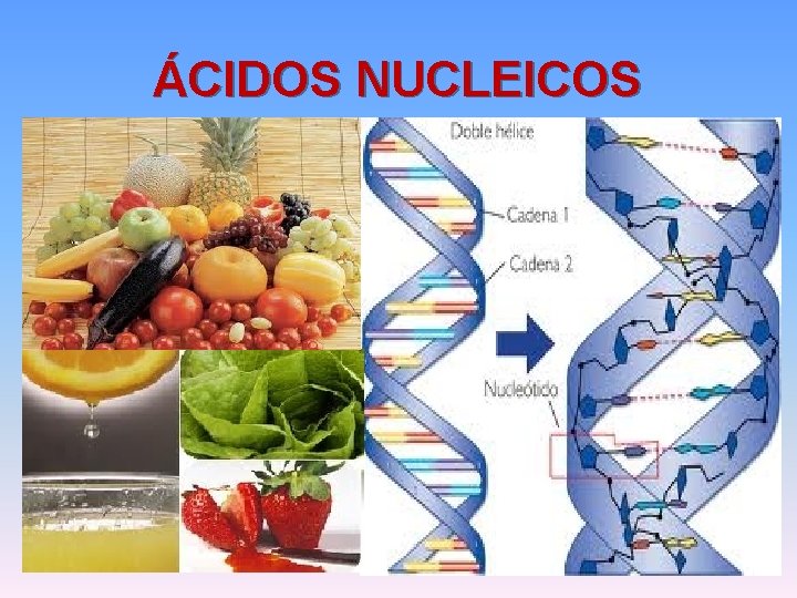 ÁCIDOS NUCLEICOS 