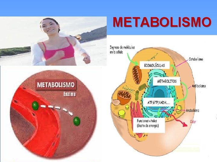 METABOLISMO 