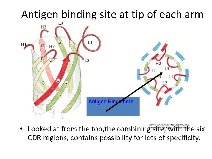 Antigen binding site at tip of each arm Antigen Binds here • Looked at