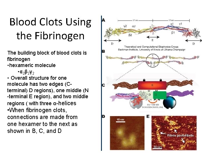 Blood Clots Using the Fibrinogen The building block of blood clots is fibrinogen •