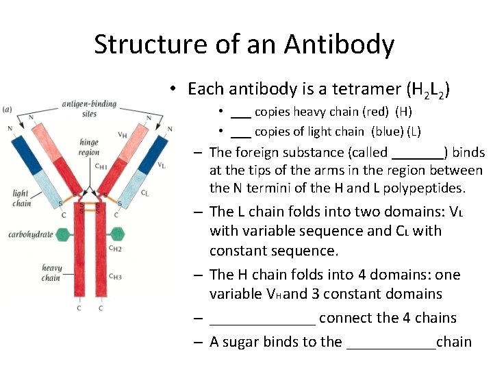 Structure of an Antibody • Each antibody is a tetramer (H 2 L 2)