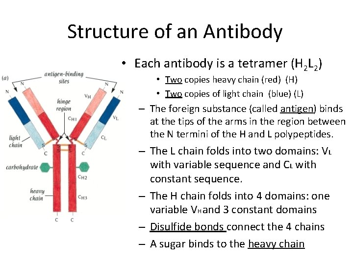 Structure of an Antibody • Each antibody is a tetramer (H 2 L 2)