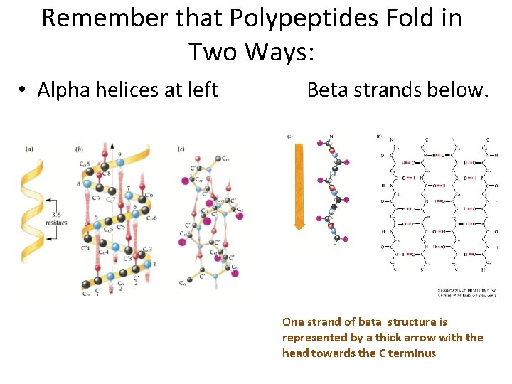 Remember that Polypeptides Fold in Two Ways: • Alpha helices at left Beta strands