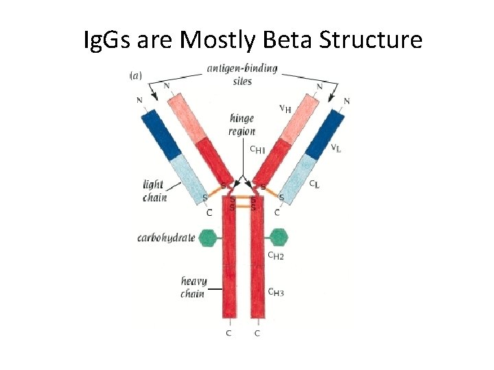 Ig. Gs are Mostly Beta Structure 