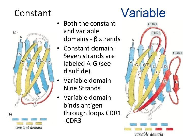 Constant Variable • Both the constant and variable domains - β strands • Constant