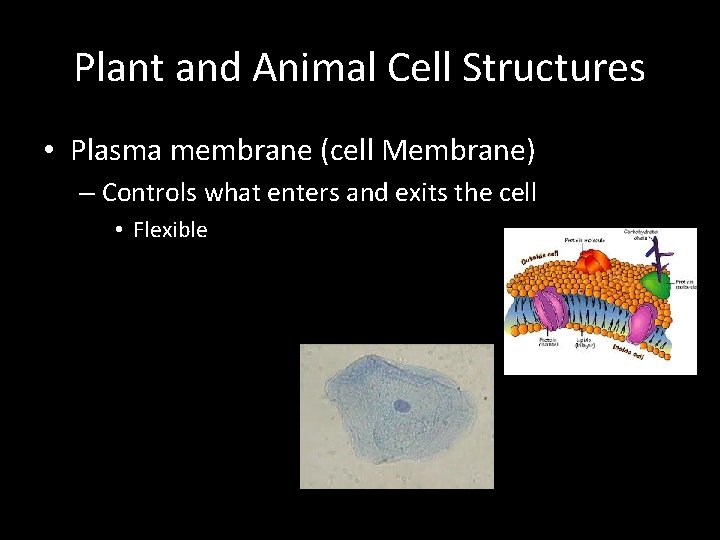 Plant and Animal Cell Structures • Plasma membrane (cell Membrane) – Controls what enters