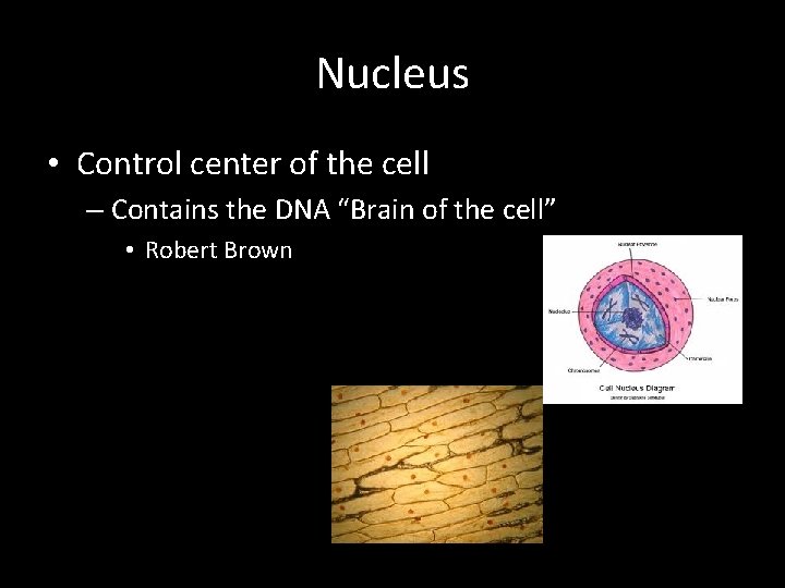 Nucleus • Control center of the cell – Contains the DNA “Brain of the