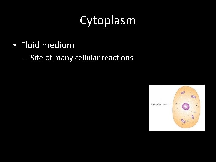 Cytoplasm • Fluid medium – Site of many cellular reactions 