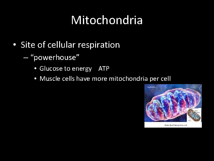 Mitochondria • Site of cellular respiration – “powerhouse” • Glucose to energy ATP •
