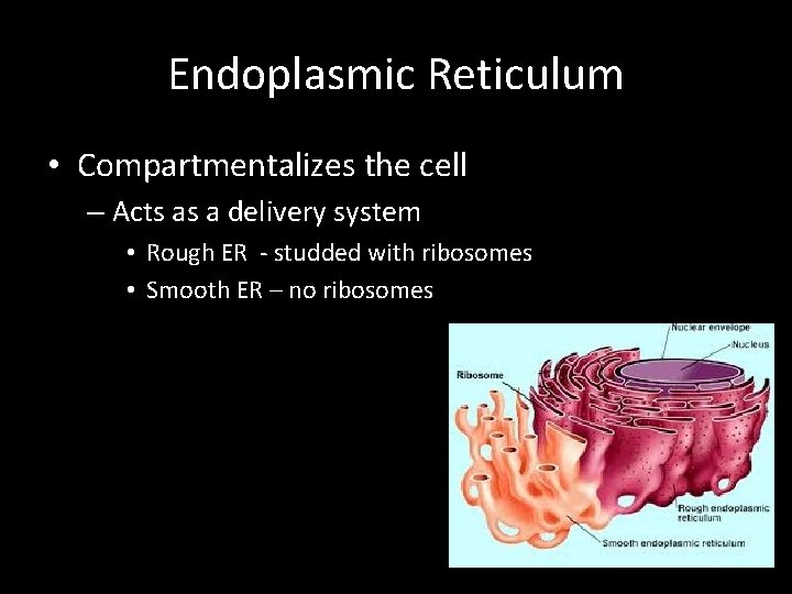 Endoplasmic Reticulum • Compartmentalizes the cell – Acts as a delivery system • Rough